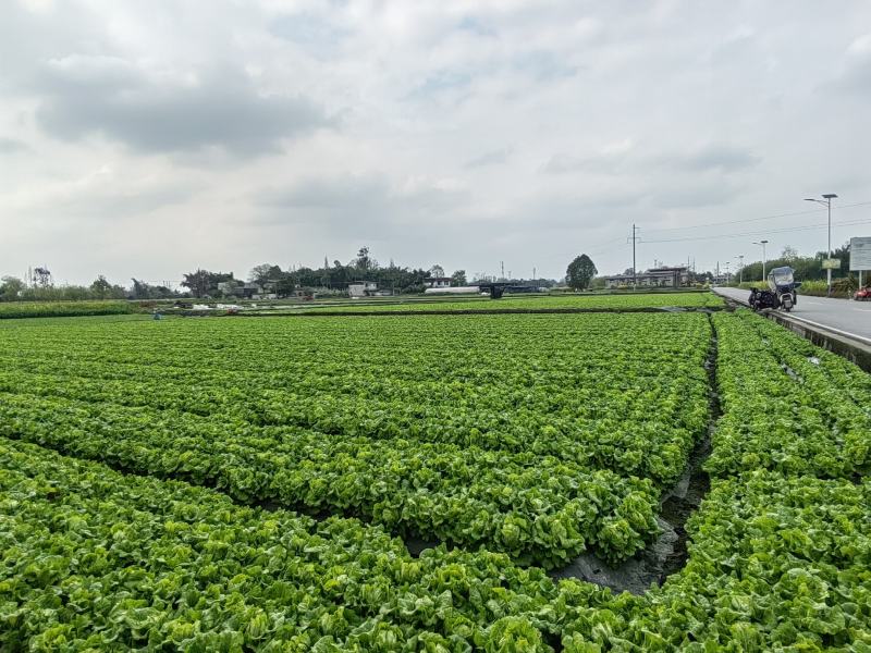 生菜成都本地生菜15年生菜种植经验成都生菜精品生菜