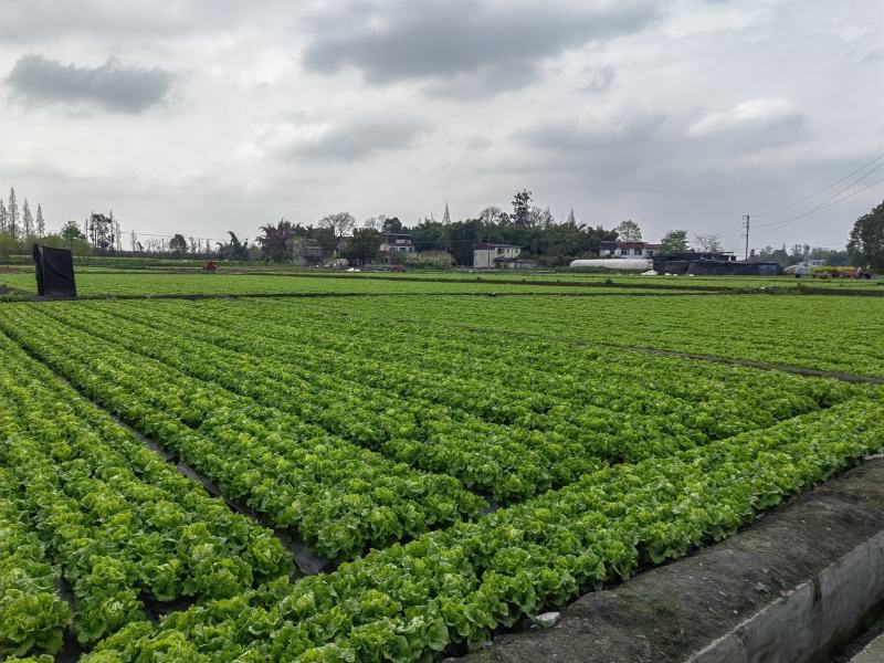 成都低价生菜，意大利生菜，意大利散叶生菜，精品生菜