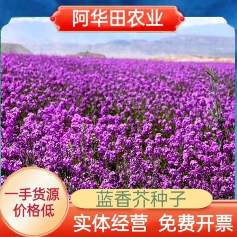 蓝香芥种子易活花卉种子欧亚香花芥花籽庭院盆栽景观花海种子