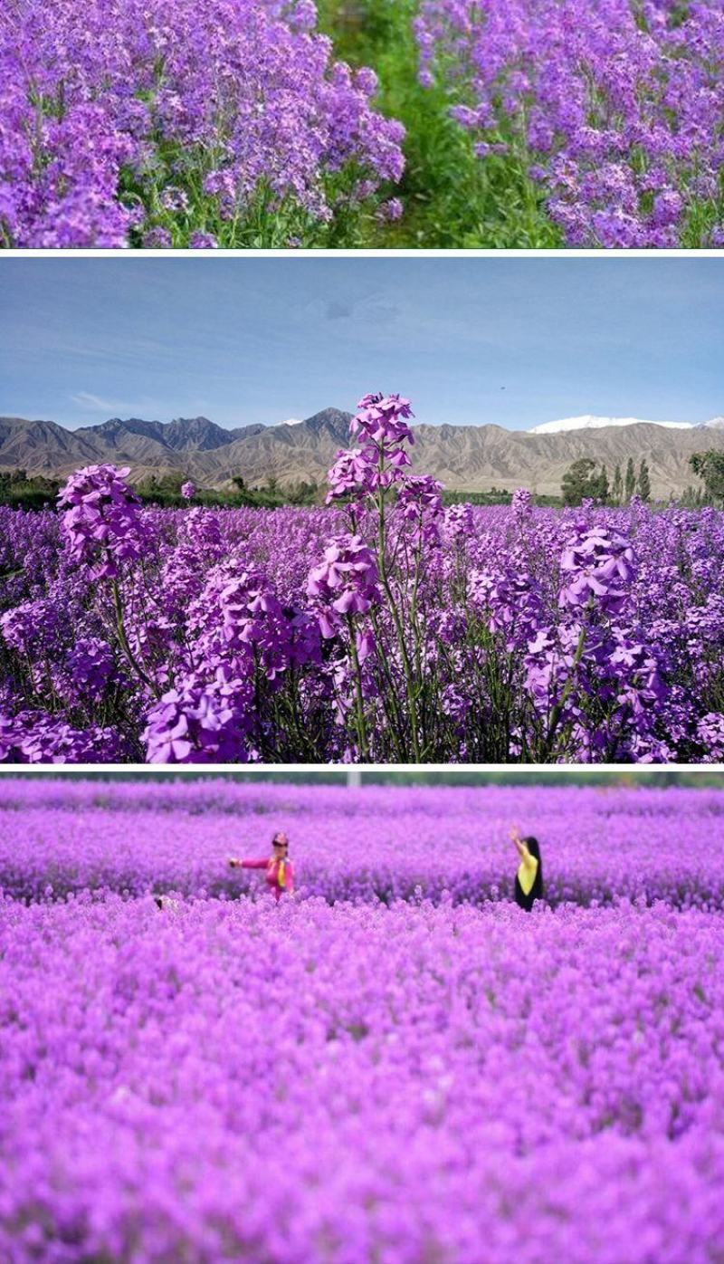 蓝香芥种子易活花卉种子欧亚香花芥花籽庭院盆栽景观花海种子