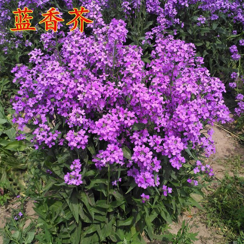 蓝香芥种子易活花卉种子欧亚香花芥花籽庭院盆栽景观花海种子