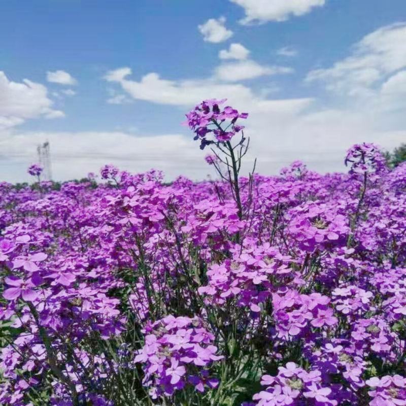 蓝香芥种子易活花卉种子欧亚香花芥花籽庭院盆栽景观花海种子