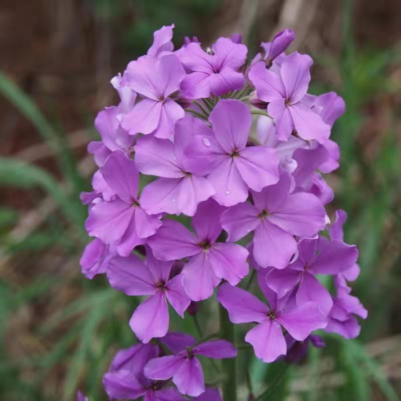 蓝香芥种子易活花卉种子欧亚香花芥花籽庭院盆栽景观花海种子