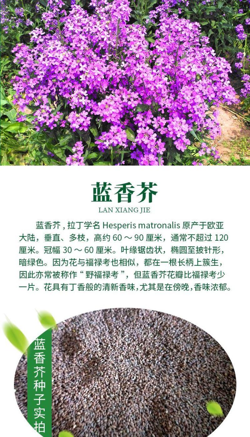 蓝香芥种子易活花卉种子欧亚香花芥花籽庭院盆栽景观花海种子