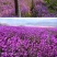 蓝香芥种子易活花卉种子欧亚香花芥花籽庭院盆栽景观花海种子