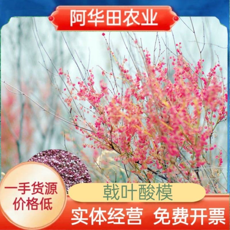 戟叶酸模种子护坡灌木种子实体经营品质保证全国发货
