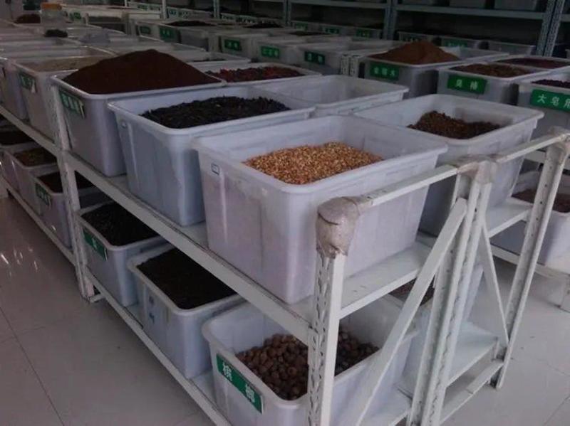 戟叶酸模种子护坡灌木种子实体经营品质保证全国发货