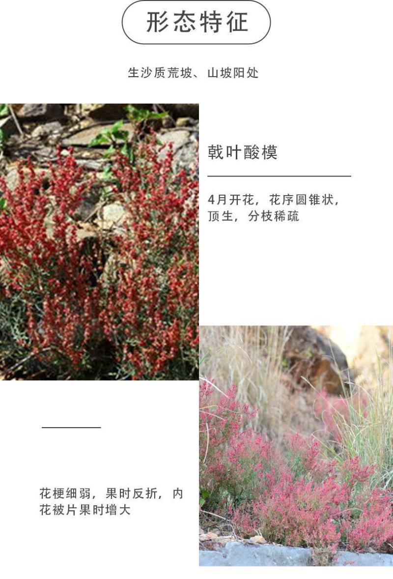 戟叶酸模种子护坡灌木种子实体经营品质保证全国发货