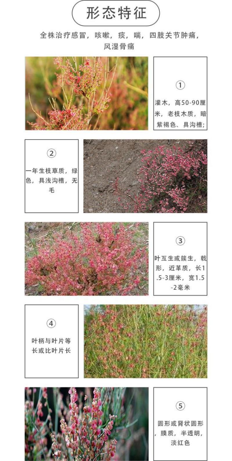 戟叶酸模种子护坡灌木种子实体经营品质保证全国发货