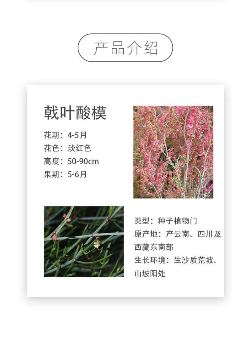戟叶酸模种子护坡灌木种子实体经营品质保证全国发货