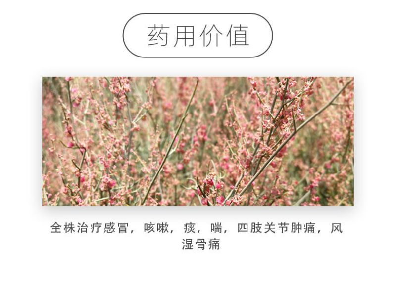 戟叶酸模种子护坡灌木种子实体经营品质保证全国发货
