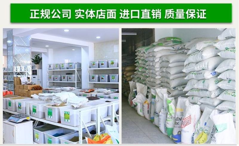 戟叶酸模种子护坡灌木种子实体经营品质保证全国发货