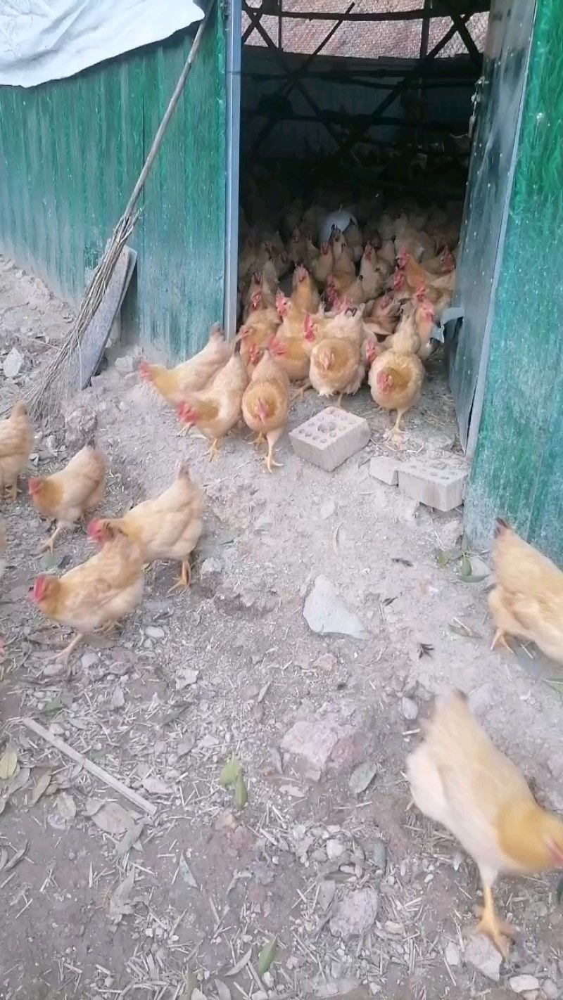 中药土鸡，中药材五谷杂粮喂养，疫苗齐全，饭店山庄食材