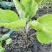 圆茄苗/茄子苗山东茄子苗/山东圆茄苗全国包邮