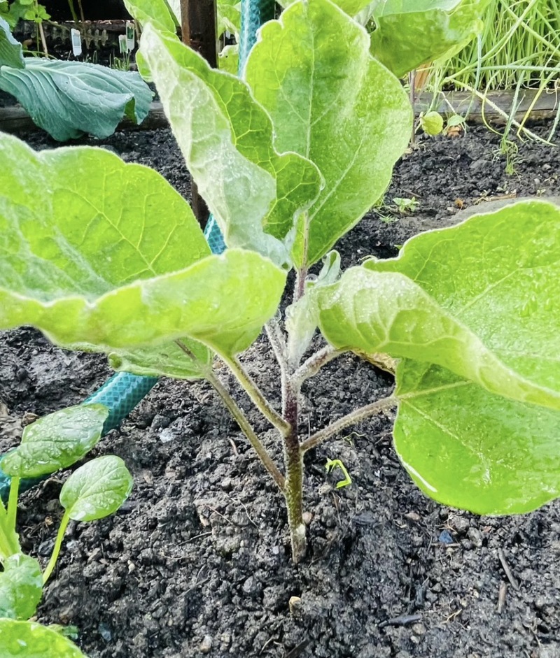 圆茄苗/茄子苗山东茄子苗/山东圆茄苗全国包邮