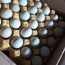 小绿360个净重31斤十二个左右一斤笼养土鸡蛋质