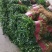 精品大叶香菜,质量好,种植面积大,无杂质,品相好。