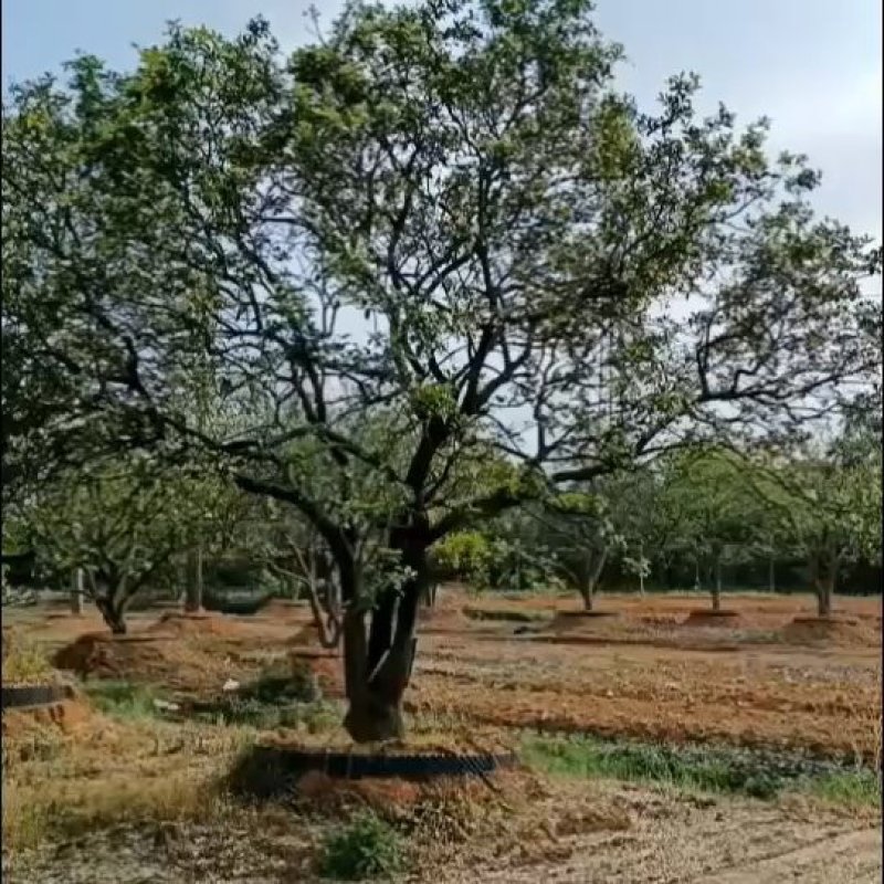 丛生香橼，单杆香橼，15-40公分规格齐全，基地直供