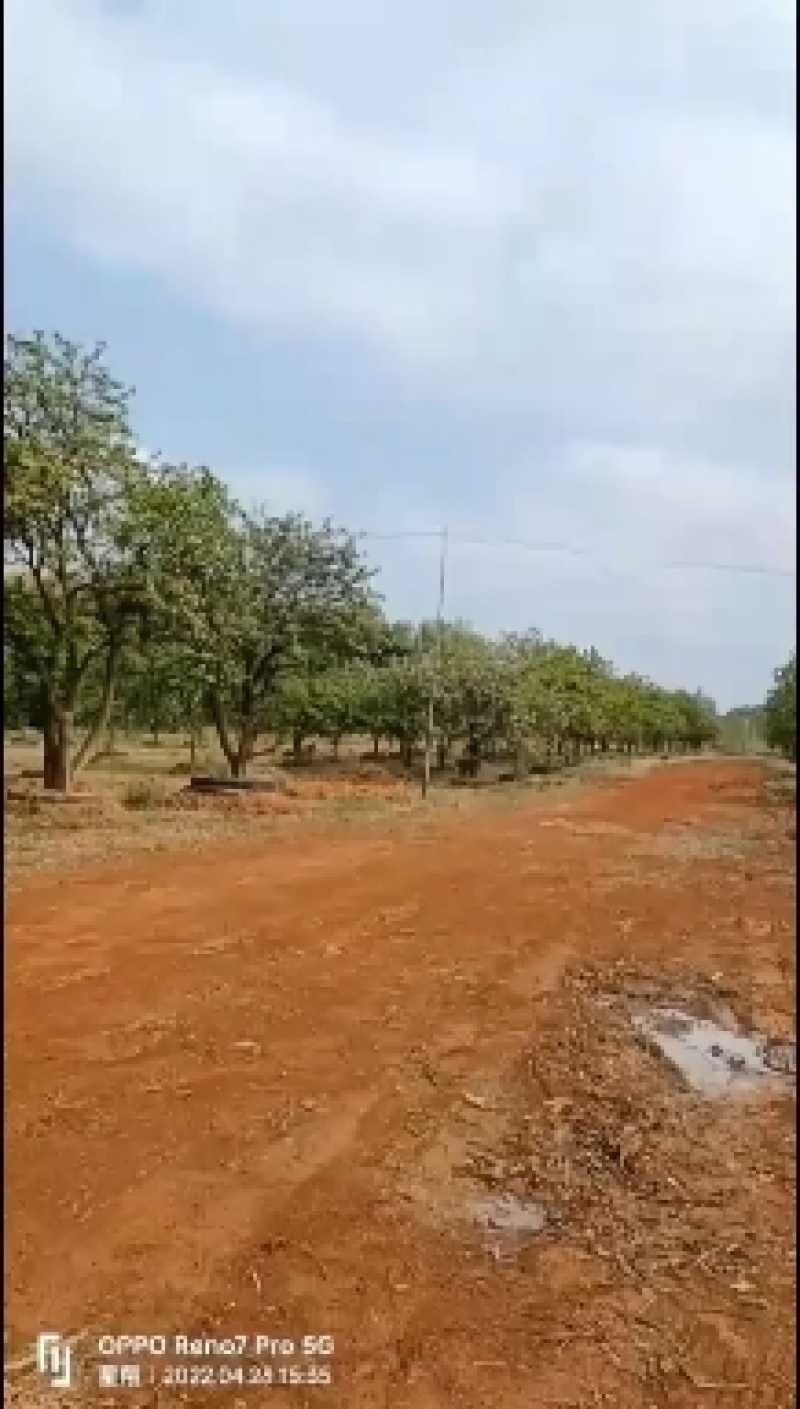 丛生香橼，单杆香橼，15-40公分规格齐全，基地直供