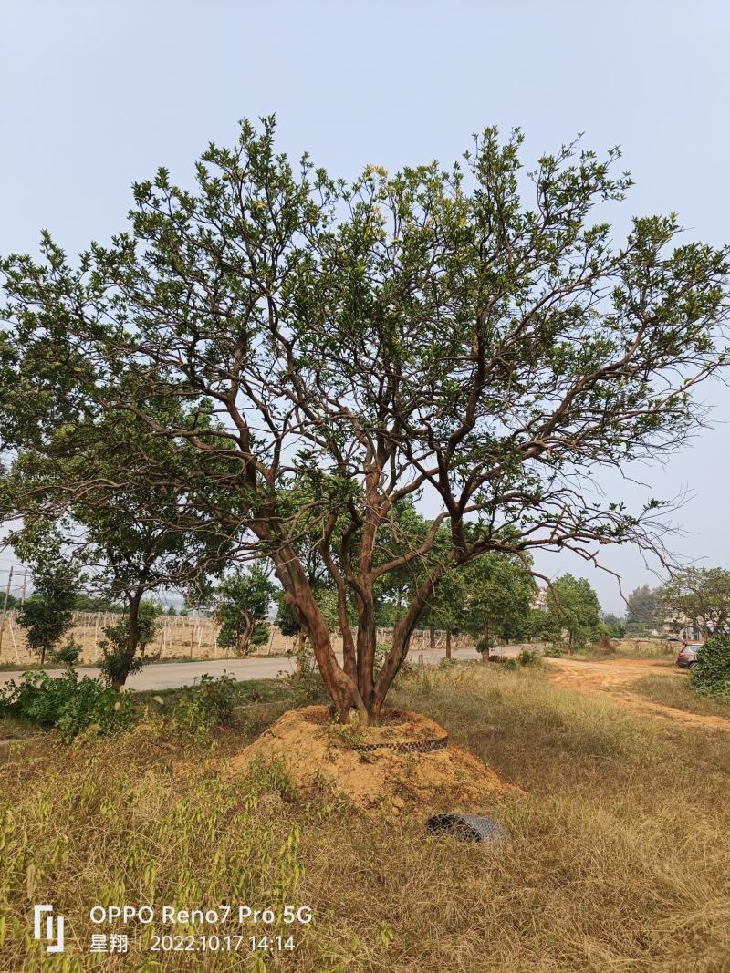 丛生香橼，单杆香橼，15-40公分规格齐全，基地直供