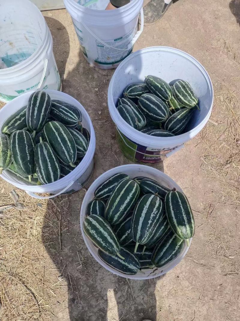 博洋9，早甜翠，羊角蜜陆续上市