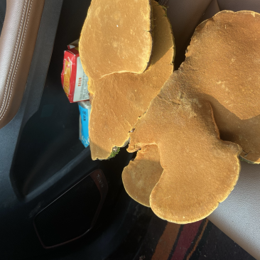 紫油黄桑黄