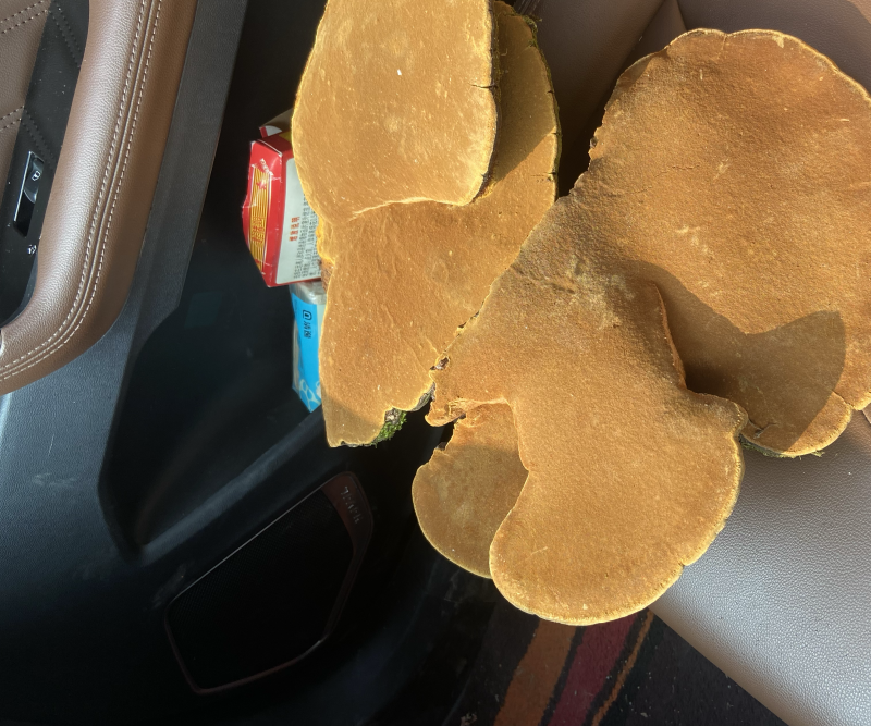 紫油黄桑黄