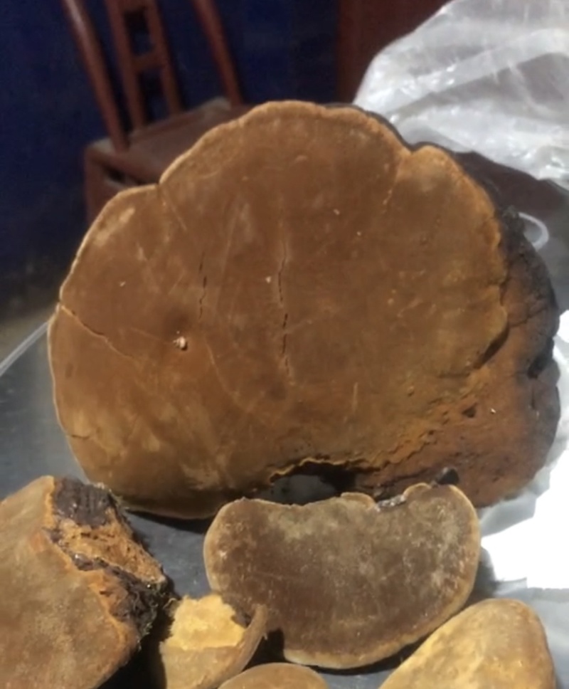 紫油黄桑黄