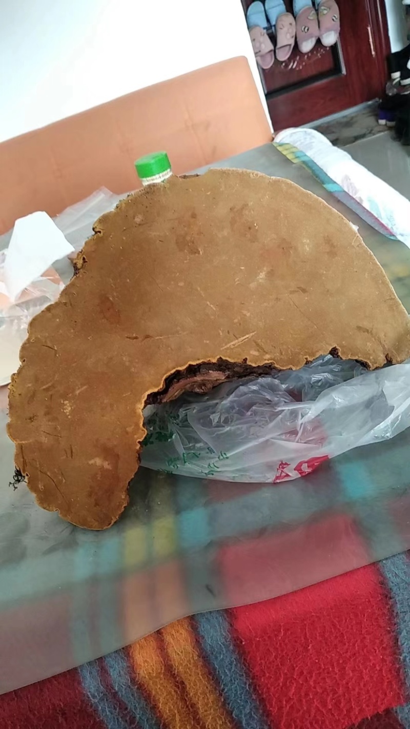 紫油黄桑黄