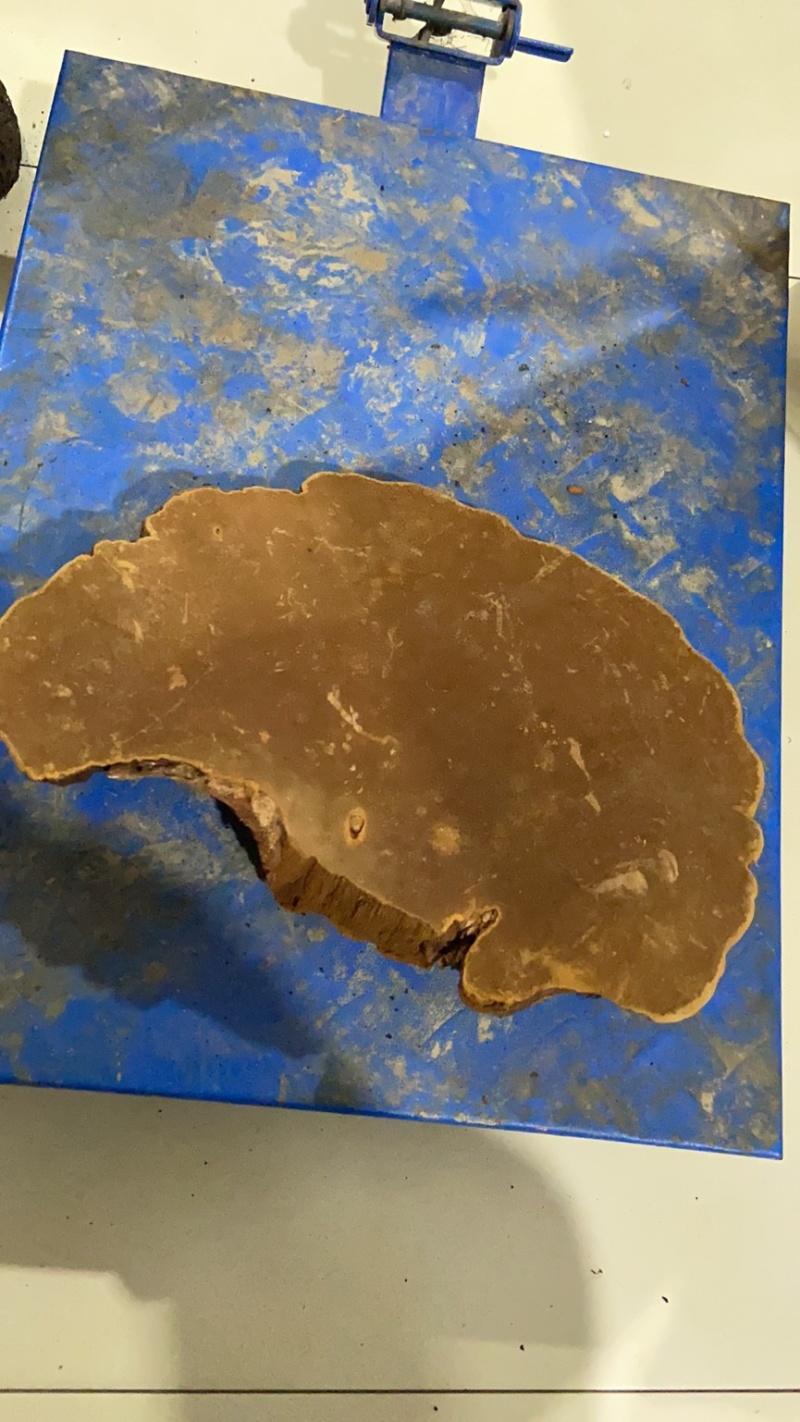 紫油黄桑黄