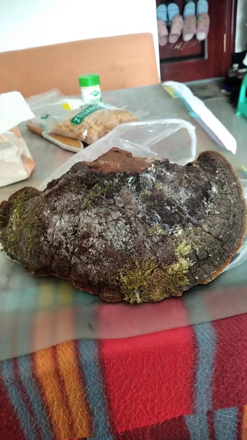 紫油黄桑黄