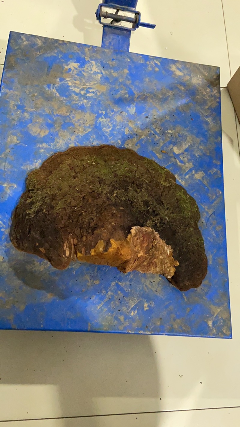 紫油黄桑黄
