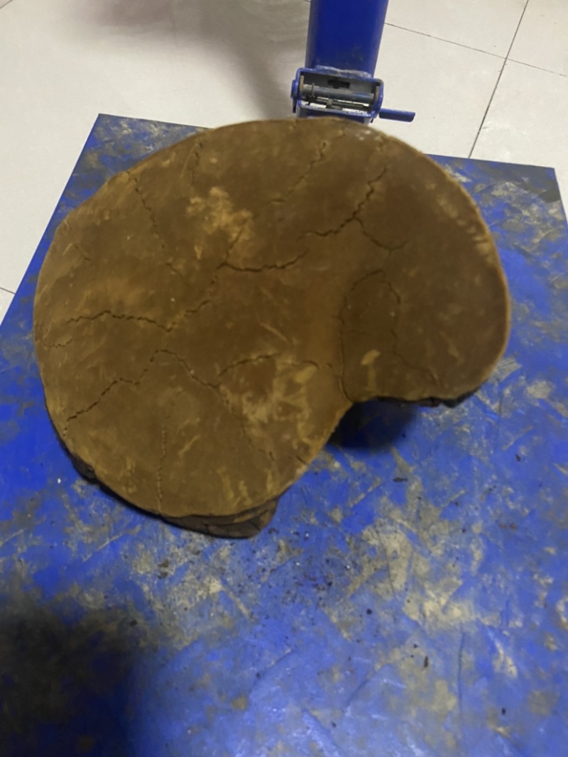 紫油黄桑黄