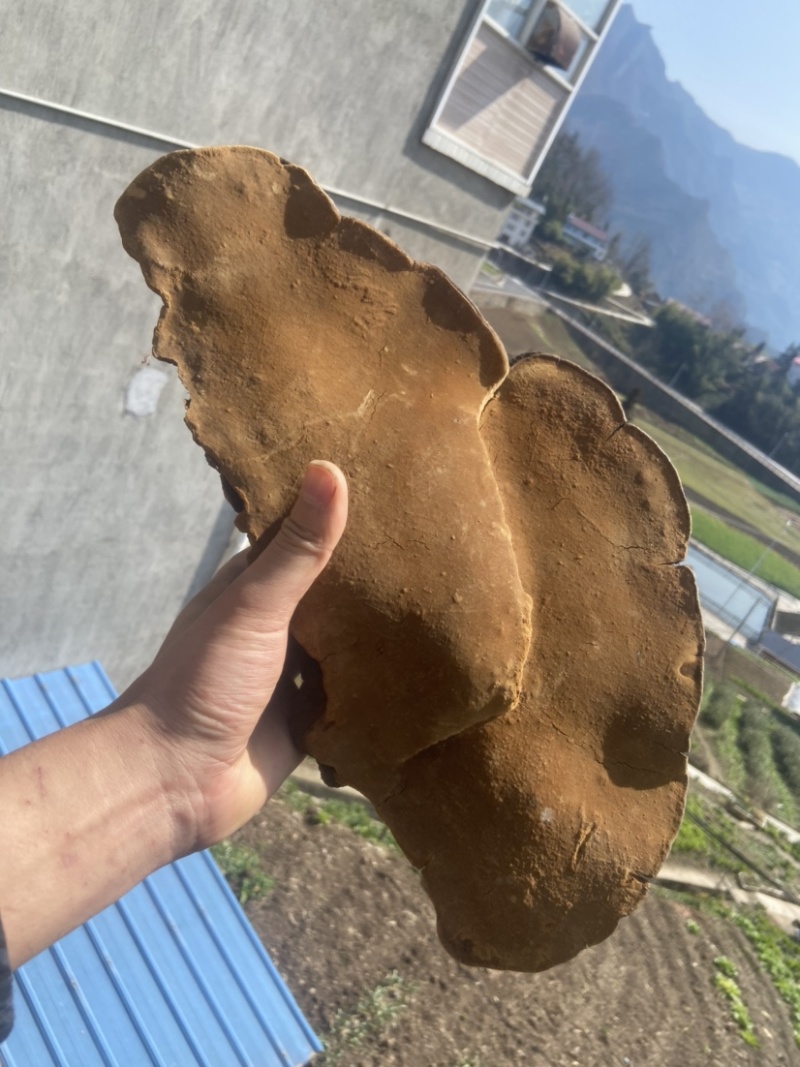 紫油黄桑黄