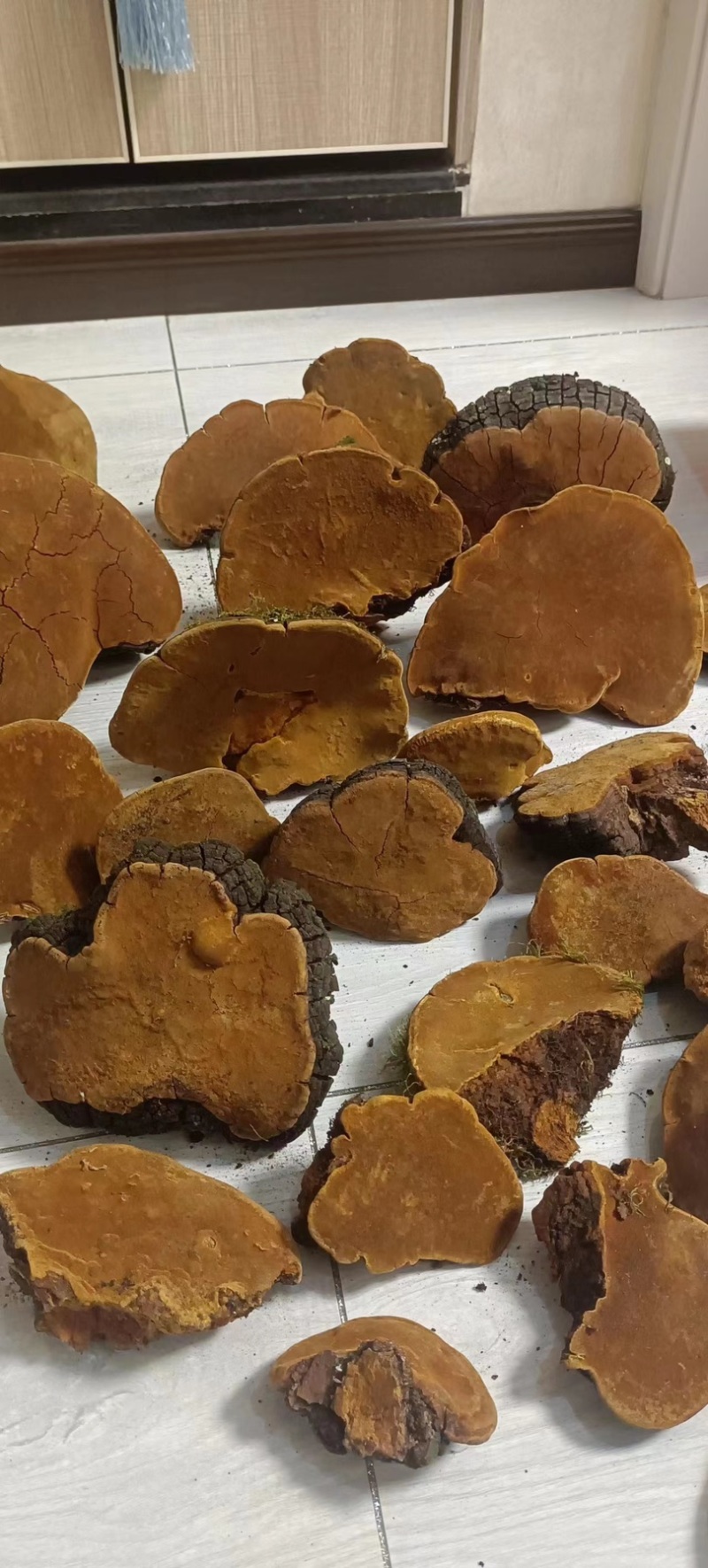 紫油黄桑黄