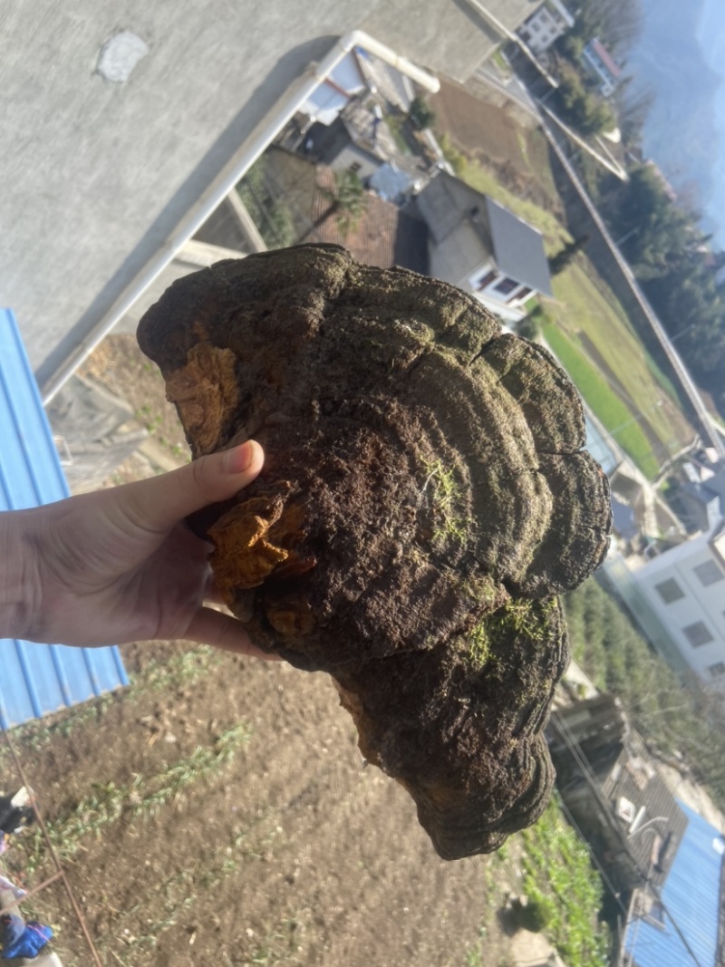 紫油黄桑黄