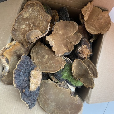 漆树桑黄