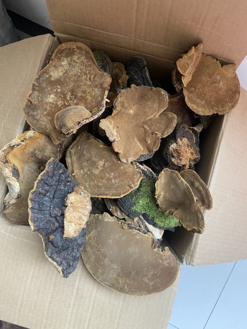 漆树桑黄