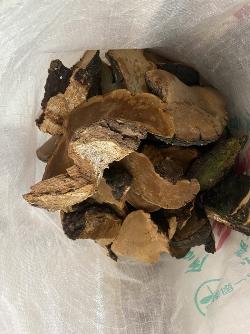 漆树桑黄