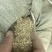 原产地花生秧，花生秧杆粉，可加工反刍动物饲料，兔饲料