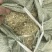 原产地花生秧，花生秧杆粉，可加工反刍动物饲料，兔饲料