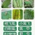 20%呋虫胺！对蚜虫，蓟马，飞虱，粉虱等效果显著