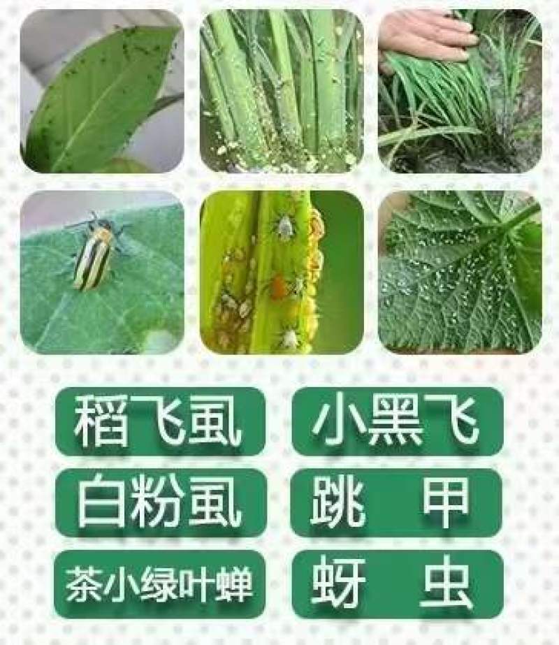 20%呋虫胺！对蚜虫，蓟马，飞虱，粉虱等效果显著