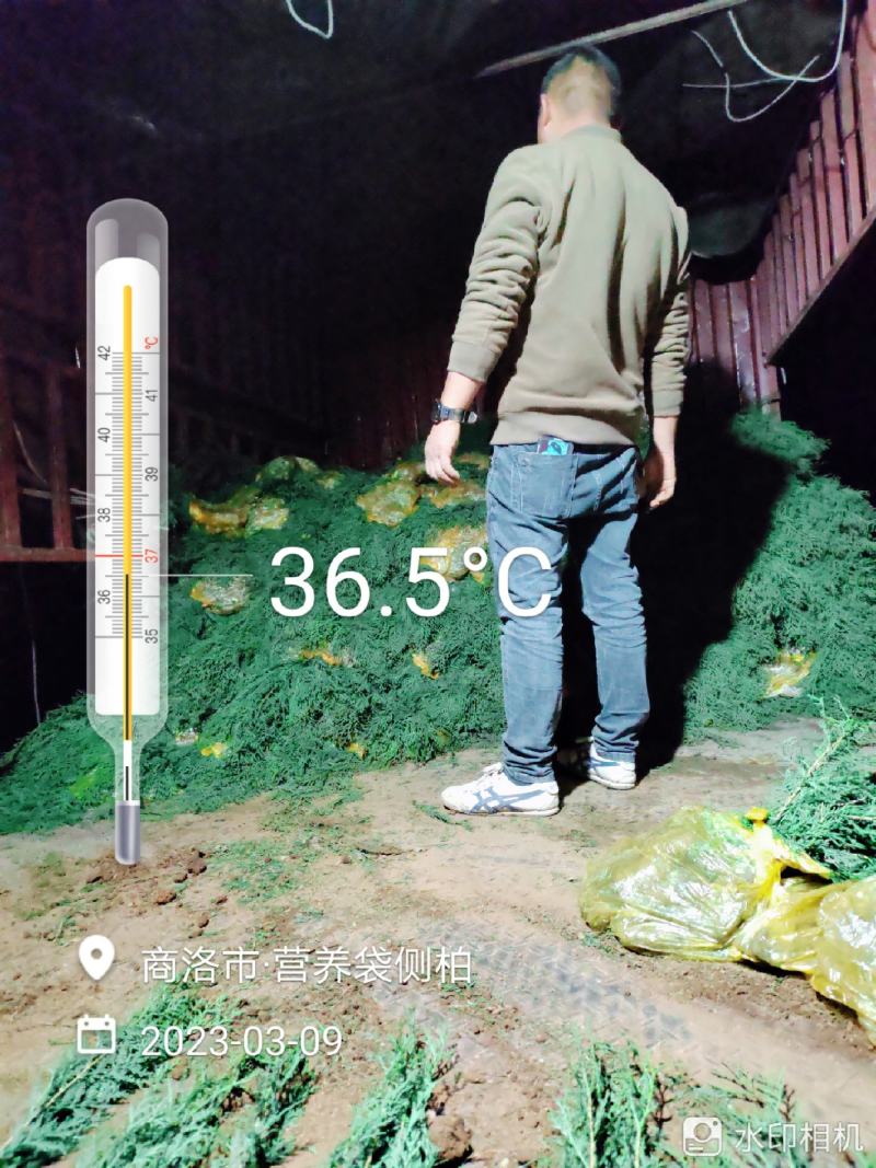 侧柏小苗
