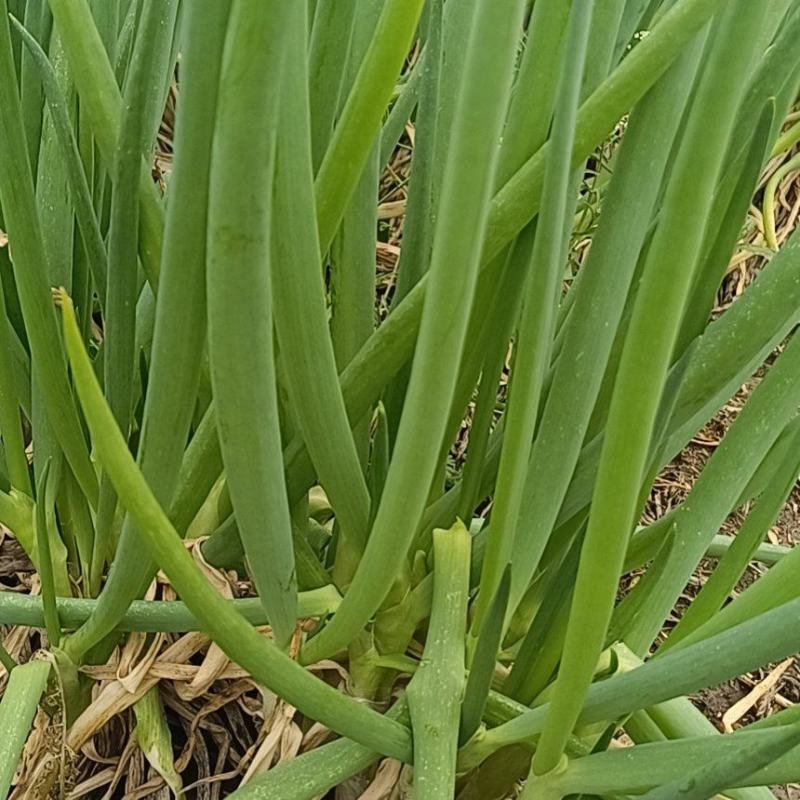 分葱