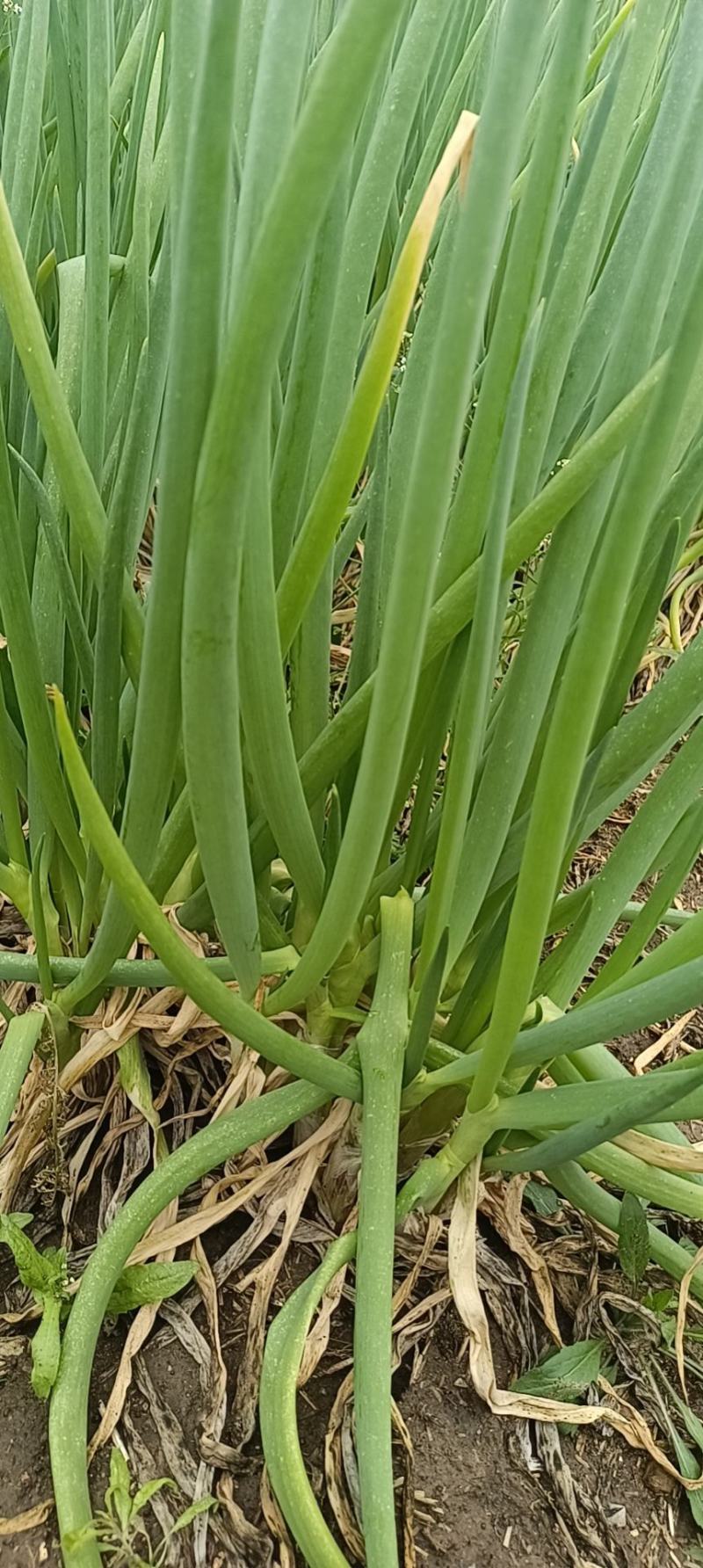 分葱