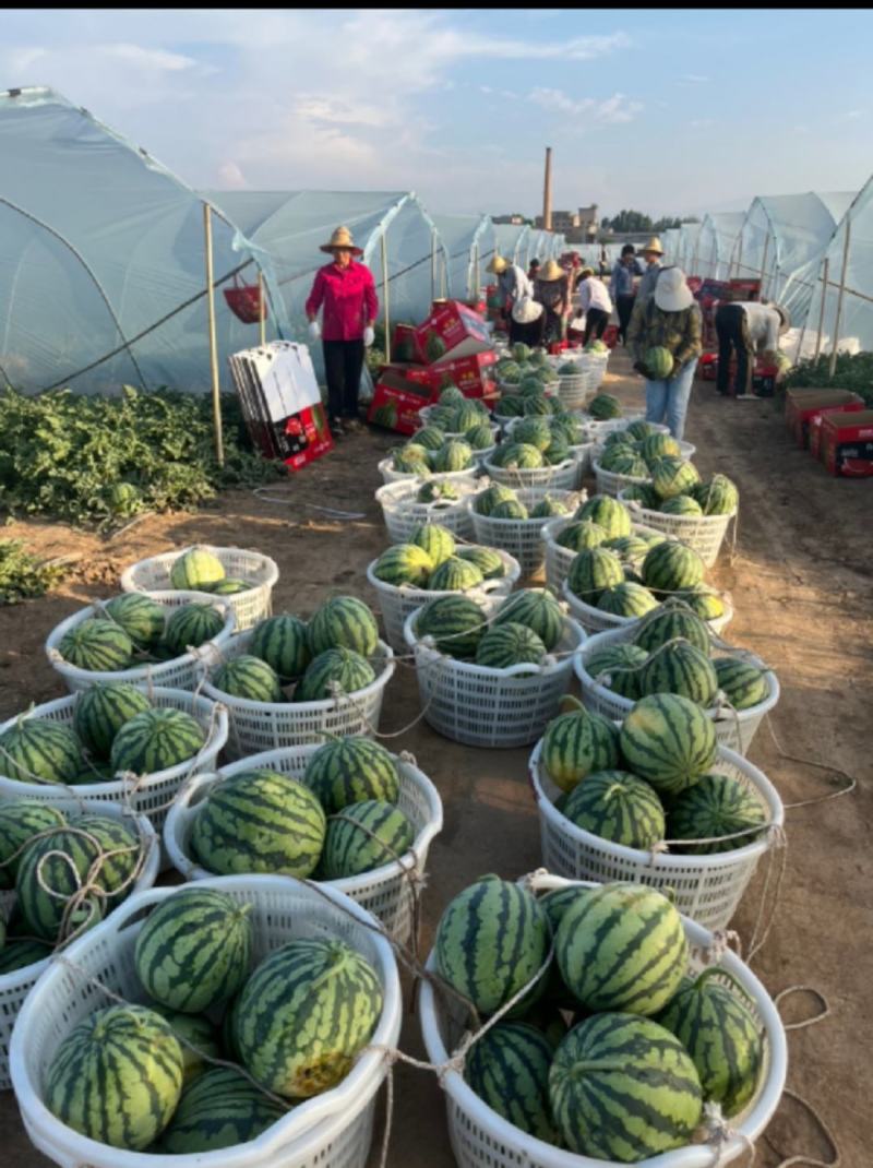 河南夏邑产区精品美都麒麟瓜产地直供可供商超欢迎来电咨询