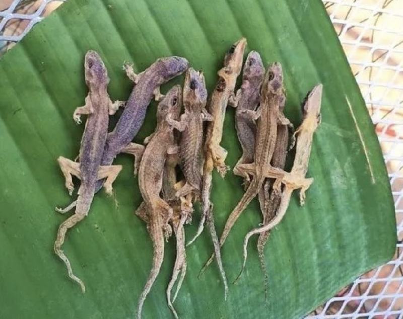 天龙壁虎摆条货200克一包纯干进口货