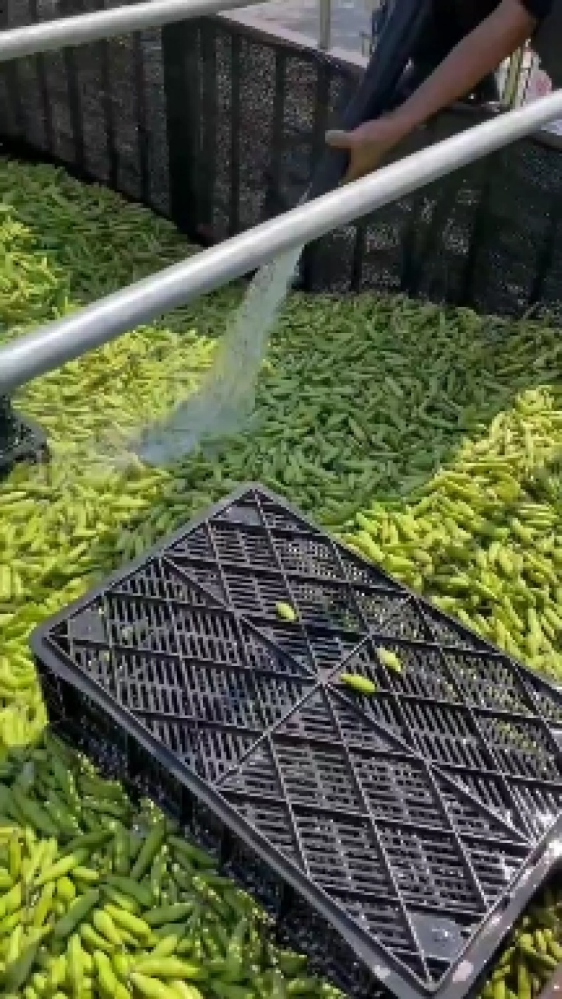 精品蚕豆，白蚕豆，大量上市中，欢迎老板订购，实地看货