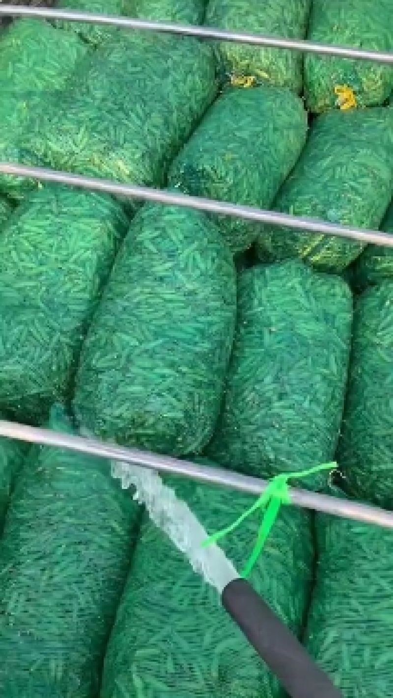精品蚕豆，白蚕豆，大量上市中，欢迎老板订购，实地看货